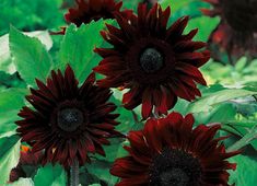 three red sunflowers with green leaves in the background