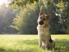 a german shepherd dog sitting in the grass