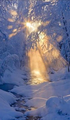 the sun shines brightly through the trees over a stream in snow covered forest area