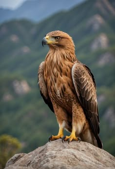 a brown and white bird sitting on top of a rock next to a mountain range