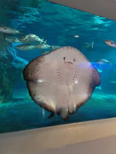 a manta ray swims in an aquarium with fish swimming around and looking at the camera