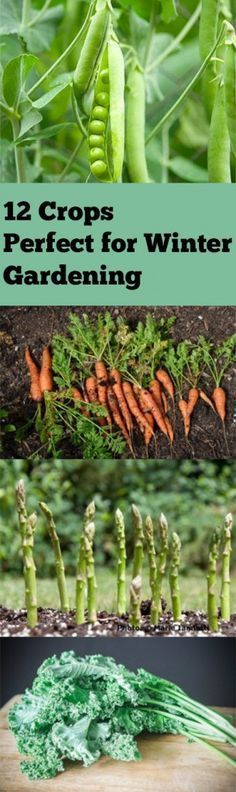 several different types of plants and vegetables with text overlay that reads 12 crops perfect for winter gardening