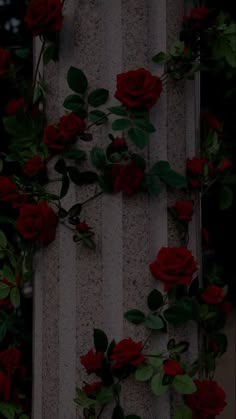 red roses are growing on the side of a wall with vertical stripes in the background