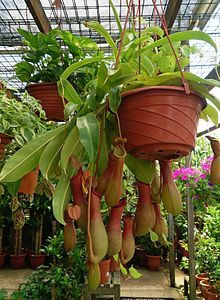 the plant is hanging upside down in the greenhouse