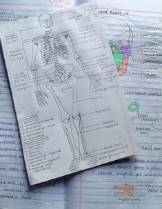 #aesthetic #locomotion and movement #class 11 Locomotion And Movement, Biology Diagrams, Bio Notes, Money Images Cash Indian, Learn Korean Alphabet, Short Notes, Skeletal System