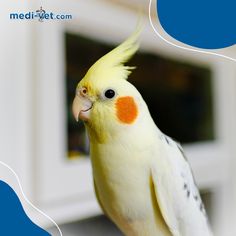 a yellow and white bird with an orange spot on its face