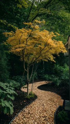 a small yellow tree is in the middle of a gravel path that leads to a gazebo