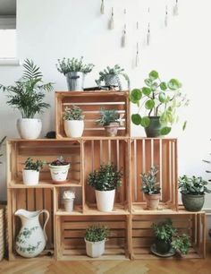 many potted plants are arranged on wooden crates