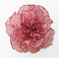 a pink carnation flower on a white background