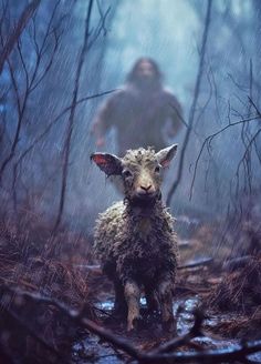 a sheep standing in the middle of a forest