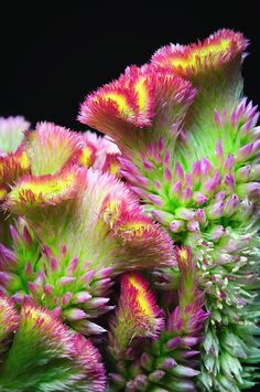 some very pretty pink and green flowers together