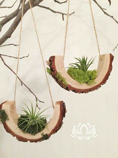 two hanging planters with air plants in them on wood slices and roped together