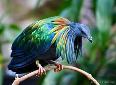 a colorful bird sitting on top of a tree branch