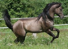 a brown horse running through a lush green field