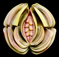 a bunch of bananas sitting on top of each other in the shape of a flower