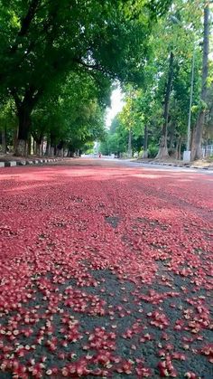 the ground is covered with red flowers and trees on either side of the road, as if it were floating in water