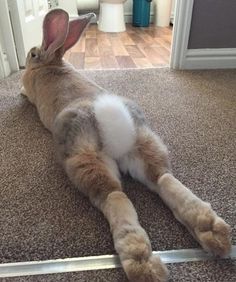 a brown and white rabbit laying on top of a floor next to a door way