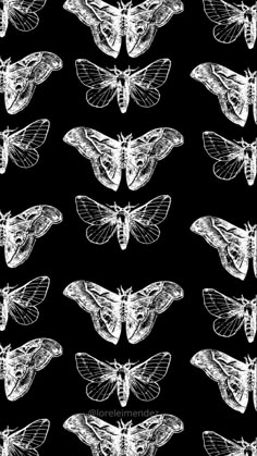 the moths are all different shapes and sizes