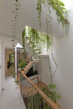 an indoor plant is growing on the wall next to a stair case in a house