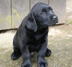 a black puppy is sitting on the ground