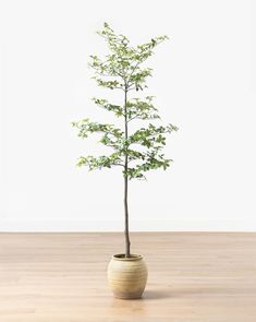 a small tree in a pot on a wooden floor