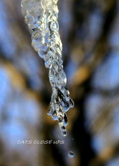 IMG_2313 by Catherine Chambers Aaron Siskind, Cat Photo, Canon Eos, Eos, Little Things, My Photos, Diamond Bracelet, Close Up