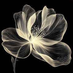 a black and white photo of a flower on a black background, with the petals slightly open