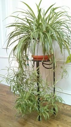 a potted plant sitting on top of a wooden table