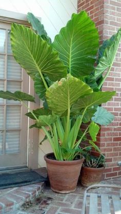 two potted plants sitting on top of a brick floor next to a door way