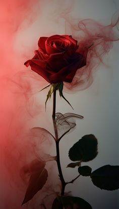 Romantic Roses Aesthetic, Wallpaper Rosa Flor, Dramatic Flower Photography, Rose Asthetics Wallpaper, Burning Rose Wallpaper, Rose Laptop Wallpaper, White Roses Aesthetic Dark, Red Roses Wallpaper Iphone, Red Roses With Thorns