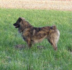 a brown and black dog standing on top of a lush green field