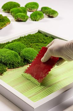 a person in white gloves is painting green plants with red paint on the trays