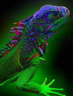 an iguana in the dark with its mouth open