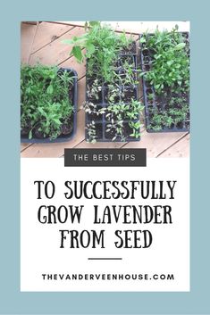 the best tips to successfully grow lavender from seed in containers with text overlay that reads,