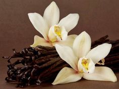 three white orchids with vanilla sticks on brown background