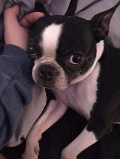 a small black and white dog laying on top of a person's lap in bed