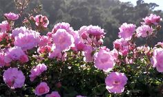 pink flowers are blooming on the bush in front of some trees and hills behind them