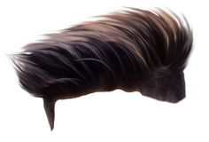 an animal with black and brown hair on it's back