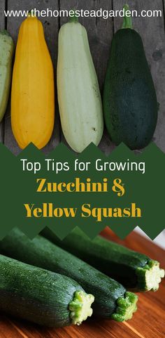 zucchini and yellow squash on a cutting board with the title top tips for growing zucchini and yellow squash