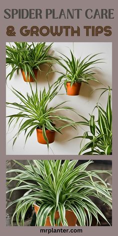 Guide to vibrant indoor garden through Spider Plant Care. Spider Plant Decor, Tropical Plants Indoor, Inside House Plants, Interior Gardens, Spider Plant Care, Indoor Water Garden, Household Plants, Plant Care Houseplant, Spider Plant