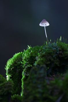 a small white mushroom sitting on top of green moss