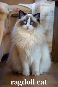 a white cat with blue eyes sitting on the floor in front of a couch and chair