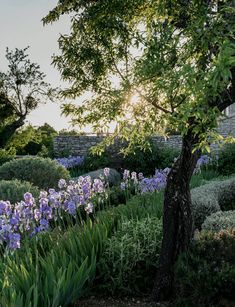 the sun shines brightly through the trees and bushes in this garden filled with purple flowers