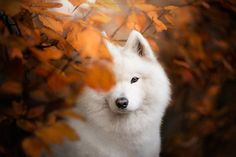 a white dog with blue eyes is standing in front of some leaves and looking at the camera