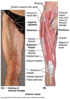 an image of the muscles and their corresponding parts in this diagram, there are two different views