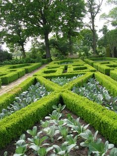 a garden filled with lots of green plants next to trees and grass growing in the middle of it