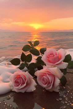 three pink roses sitting on top of a beach next to the ocean at sunset or dawn