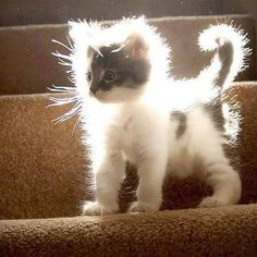 a black and white kitten standing on top of a brown carpeted stair case with its front paws in the air