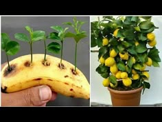 there are three pictures with plants in them and one has a banana as the planter