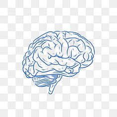 a blue and white drawing of a human brain on a transparent background, with the outline of